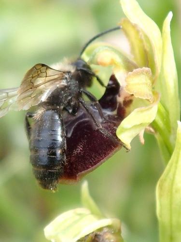 Andrena pilipes